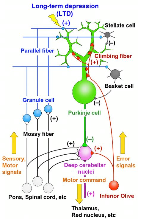 Brain Circuit Modeling: Simplified