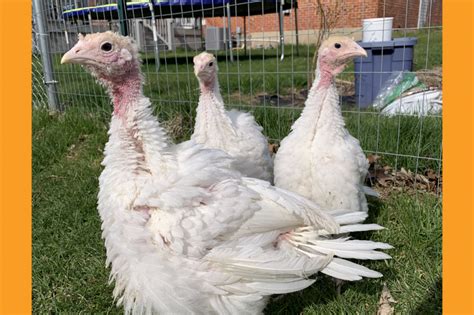 Breed Spotlight Broad Breasted Turkey Meyer Hatchery Blog