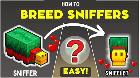 Breeding Sniffers: Tips For Success