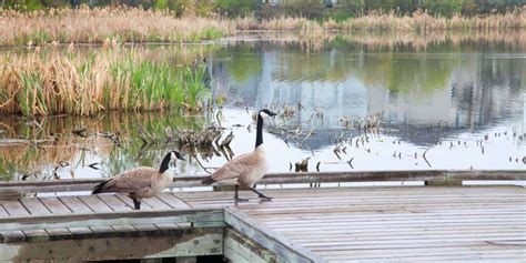 Bridlewood Wetlands Park: Explore Nature's Beauty