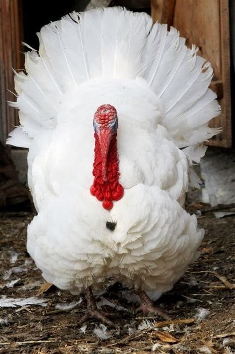 Broad Breasted White Turkey Alchetron The Free Social Encyclopedia