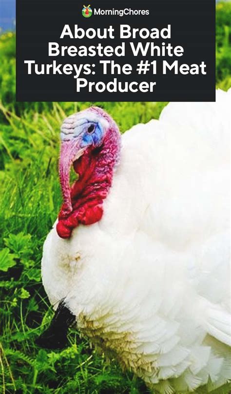 Broad Breasted White Turkey: Best Meat Producer