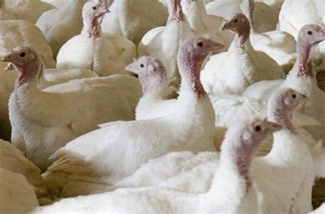 Broad Breasted White Turkey Cackle Hatchery