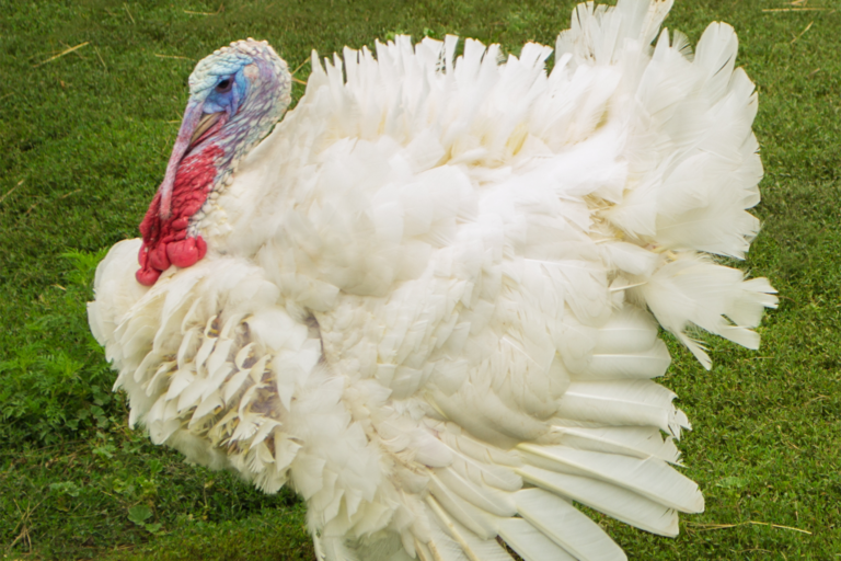 Broad Breasted White Turkeys At 13 Weeks Youtube