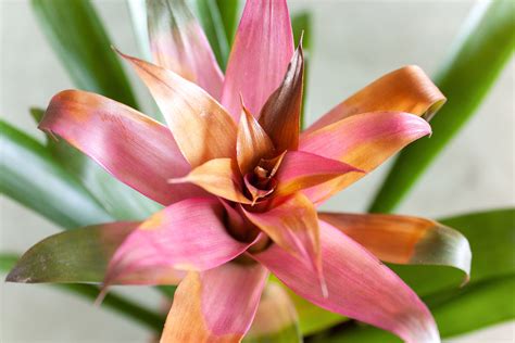 Bromeliad Care How To Tips On Growing Bromeliad Plants