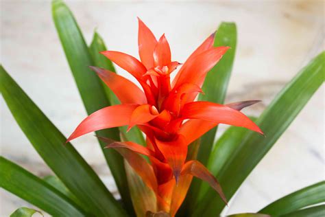 Bromeliad Plant Care How To Grow Bromeliad The Right Way Low Light