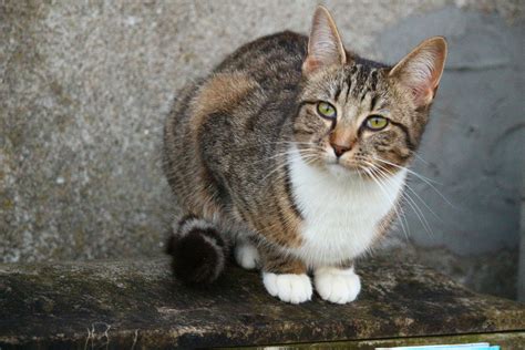 Brown And White Tabby Cat