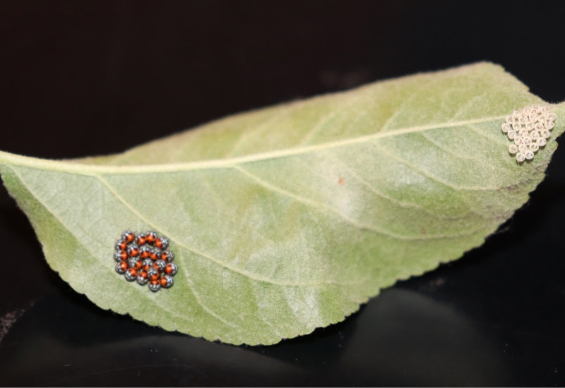 Brown Bug Eggs