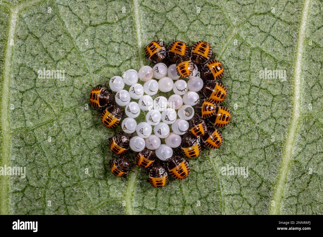 Brown Marmorated Stink Bug Eggs And Nymph Instar Hatching From Eggs