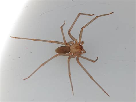 Brown Recluse Spider Look Alike