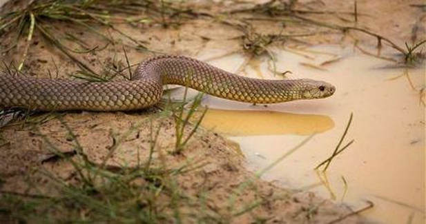 Brown Snake Facts: Safety And Prevention Tips