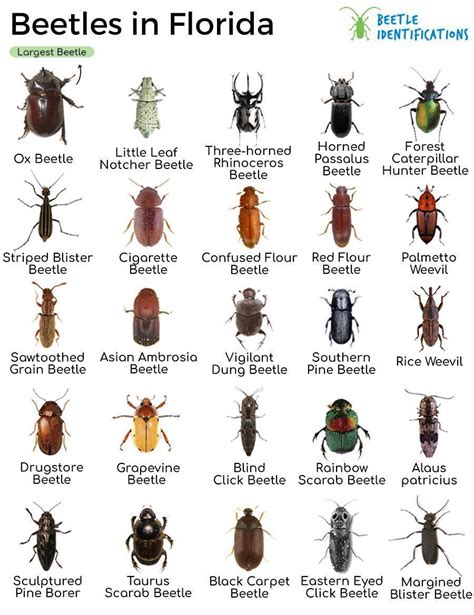 Bug Identifier Florida