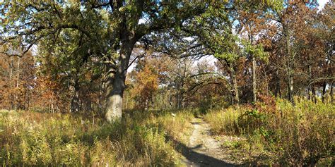 Bur Oak Woods Shirley Heinze Land Trust