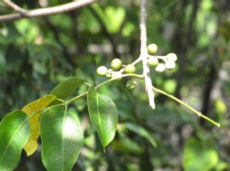 Bursera Simaruba Gumbo Limbo Growing Guide