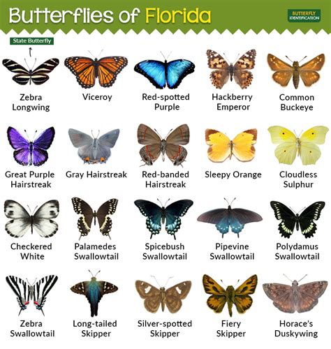 Butterflies In Florida: Find Species And Habitats