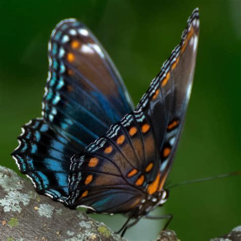 Butterflies In Florida