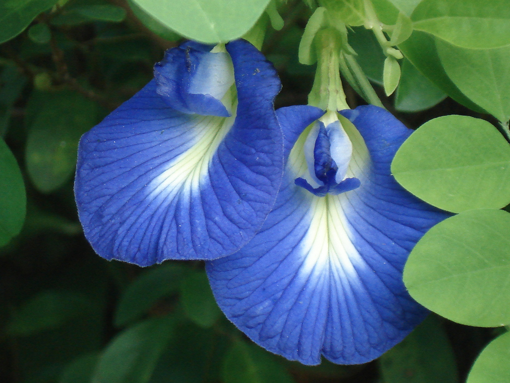 Butterfly Pea Vine