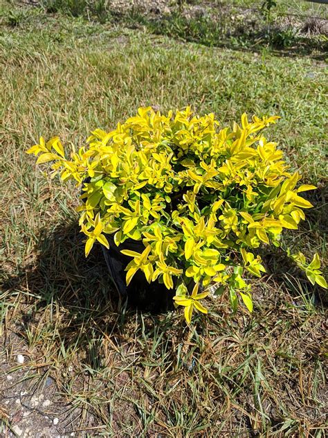 Buy Gold Mound Duranta Golden Dewdrop Duranta Erecta Gold Mound