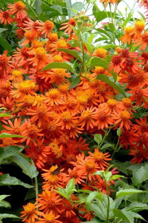 Buy Mexican Flame Vine Senecio Free Shipping Wilson Bros Gardens