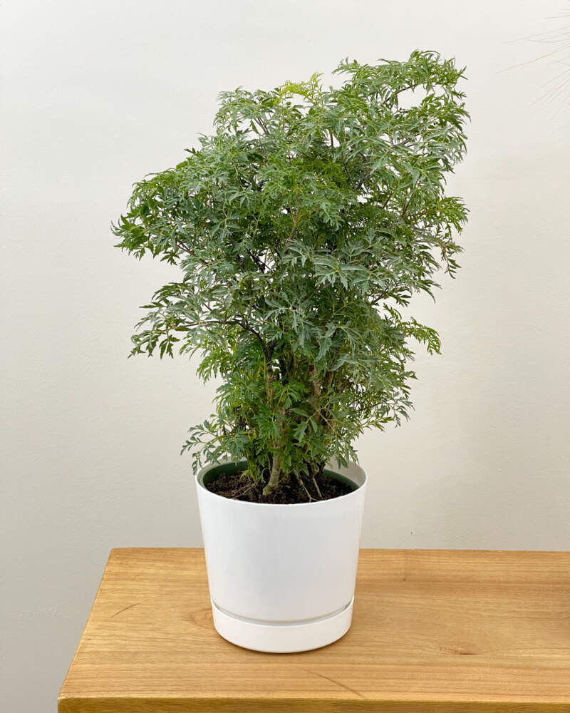 Buy Ming Tree Polyscias Fruticosa Ming