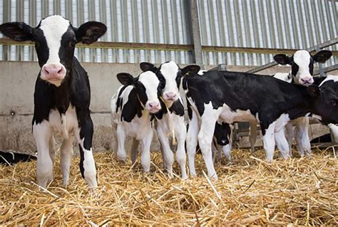 Calf Weaning Rangiora Vet Centre