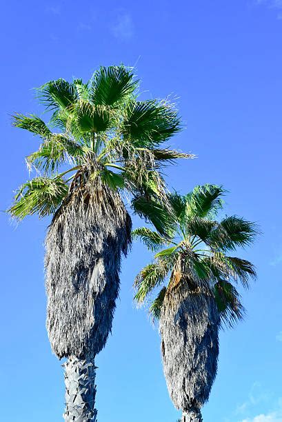 California Fan Palm Tree Stock Photos Pictures Royalty Free Images