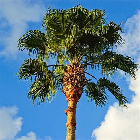 California Fan Palm