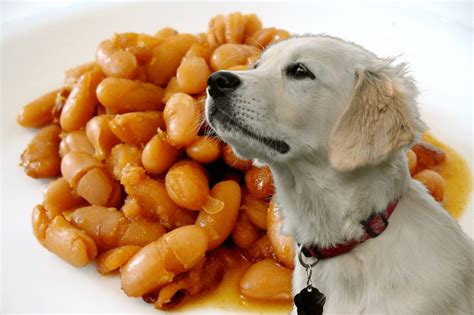 Can Dogs Eat Baked Beans: Healthy Alternatives