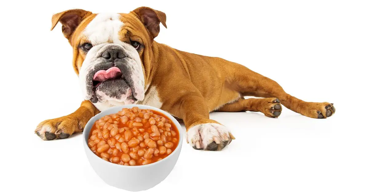 Can Dogs Eat Baked Beans