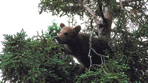 Can Grizzlies Climb Trees 1 Shocking Secret Revealed