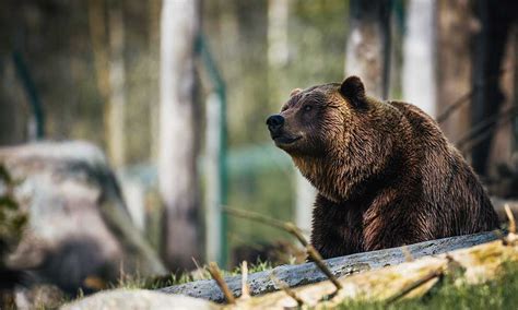 Can Grizzlies Climb Trees