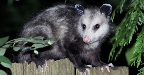 Can Possums Have Rabies A Z Animals