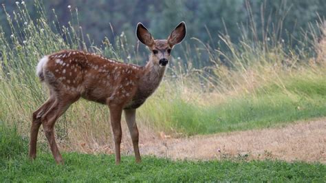 Can The Zombie Deer Disease Spread To Humans All About The Cwd