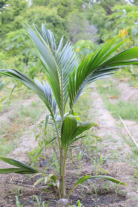 Can You Grow A Coconut Tree From A Coconut Exploring The Possibilities