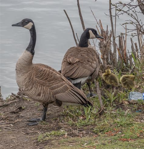 Canada Geese Goslings At L Amoreaux Park May 2020 Miles Hearn