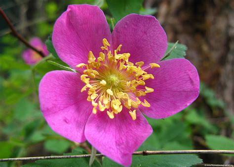 Canadian Wildlife Federation Provincial And Territorial Floral Emblems