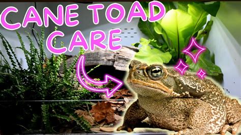 Cane Toad Care Guide At Amy Oconner Blog