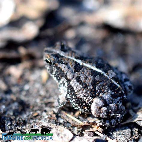 Cane Toad Imagine Our Florida Inc