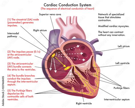 Cardiac Conduction System Is The Sequence Of Electrical Signals That