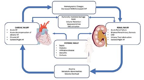 Cardiorenal Syndrome In Heart Failure Patients Cancer Therapy Advisor