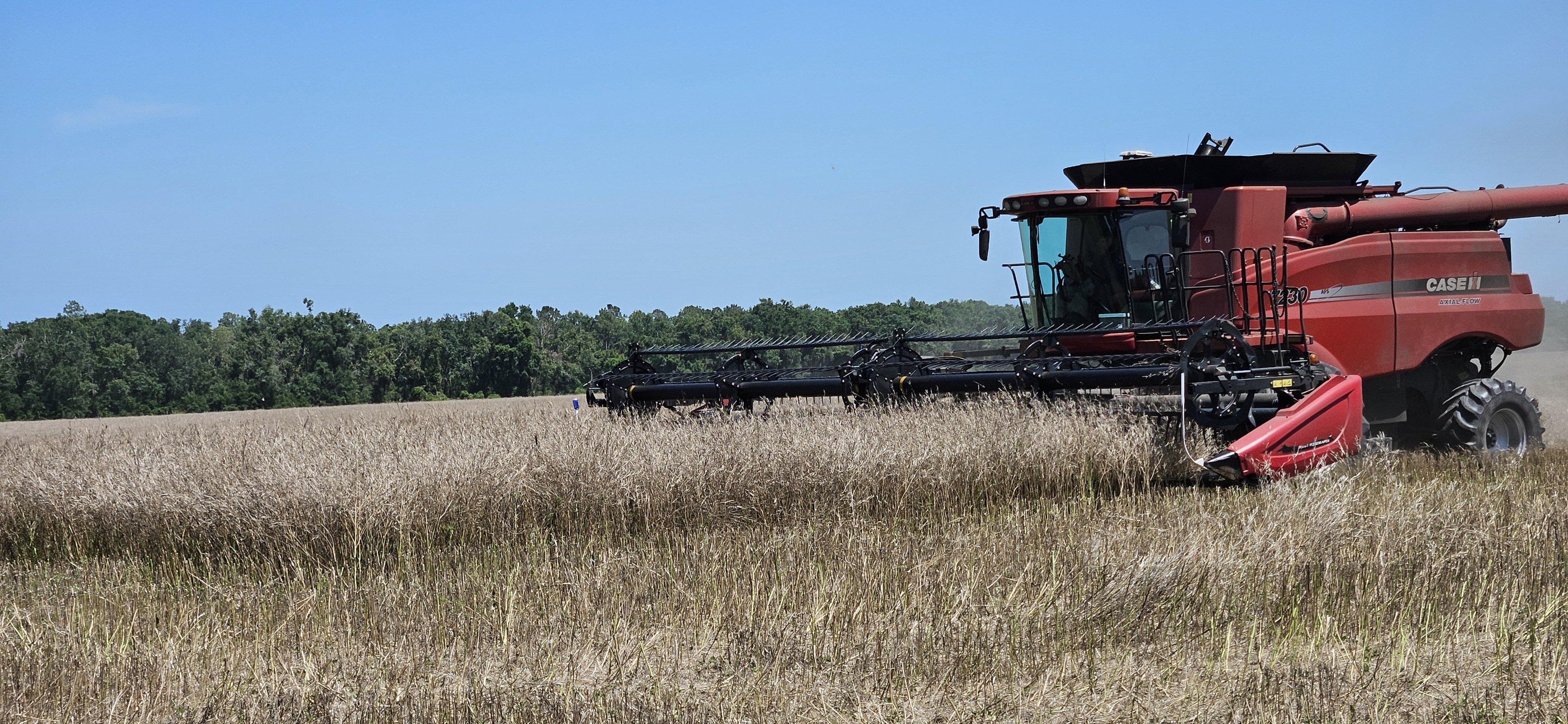 Carinata A Promising Winter Crop In The Southeast U S Peoples Company