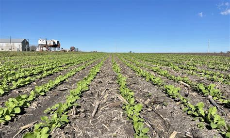 Carinata Vs Canola: Better Crop Yields