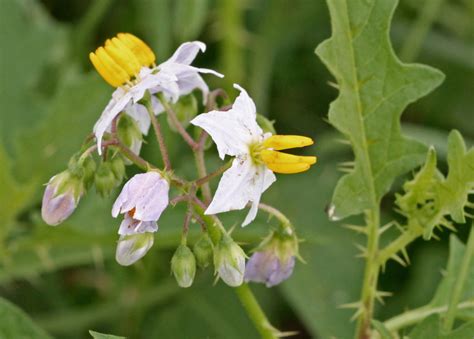 Carolina Horse Nettle