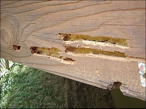 Carpenter Bee Damage To House