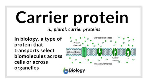 Carrier Definition Biology