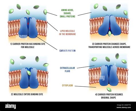 Carrier Proteins In Cells Illustration Stock Image C046 1530