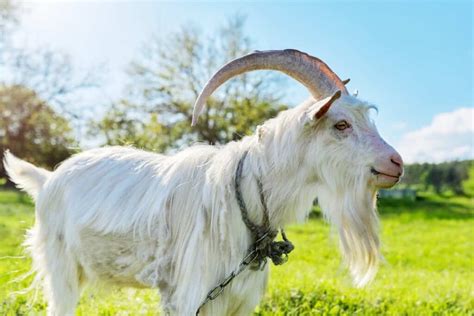 Cashmere Goat Ideal Weight