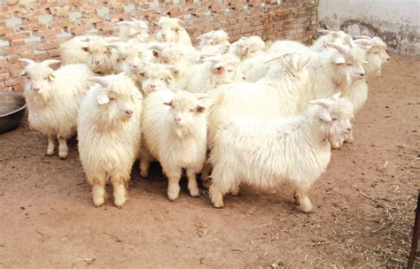 Cashmere Goat Weight Guide