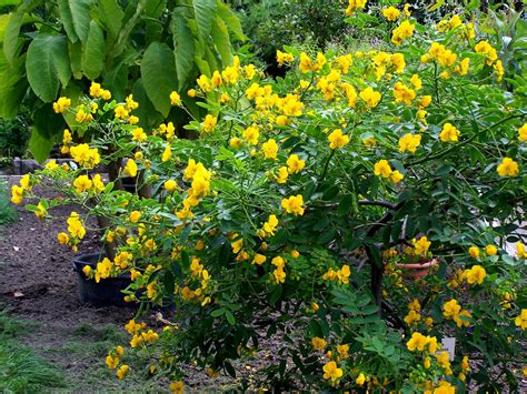 Cassia Corymbosa Yellow Senna Plantas De Exterior Jardineria Y