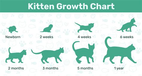 Cat Age Calculator Life Cycle Guide Kitten Growth Chart R